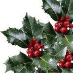 Holly Leaves