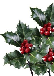 Holly Leaves