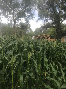 Corn grown on the Fish Hawk Spirits farm