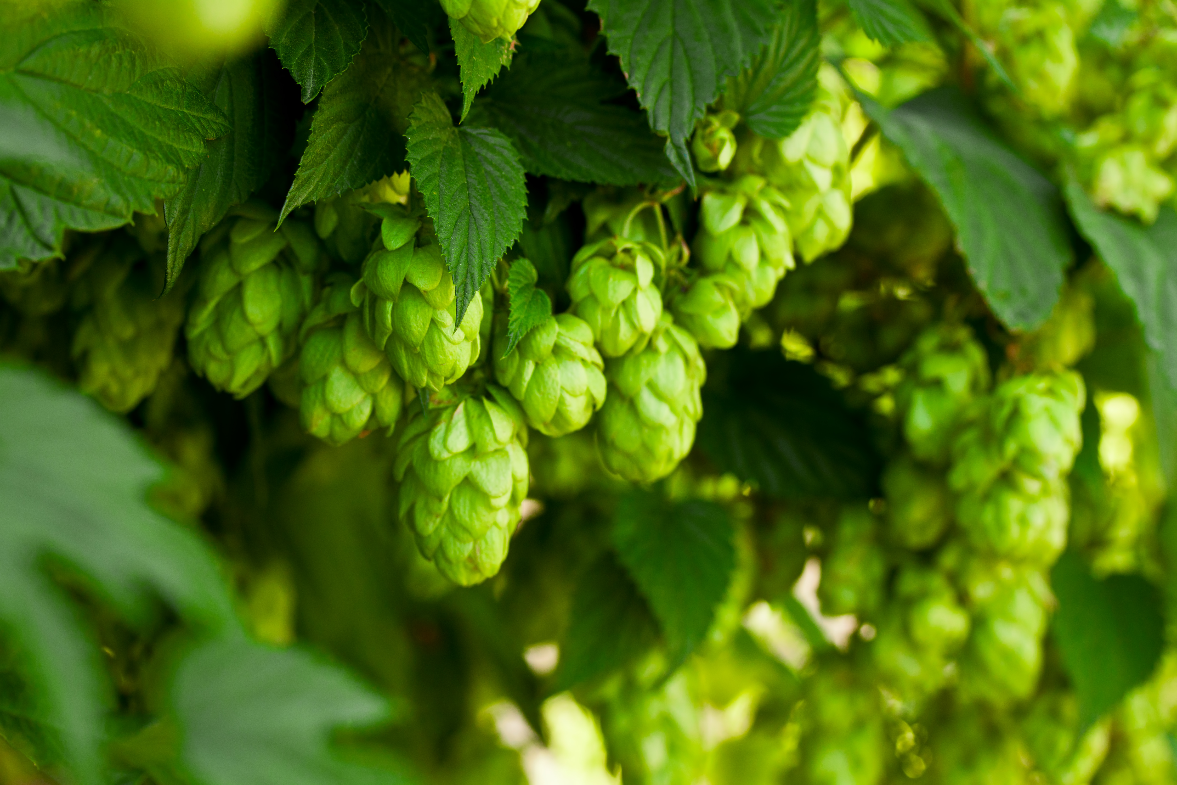 A bunch of green hops on a tree